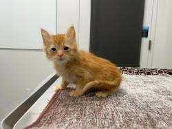 Shelter Stray Male Cat last seen Near Elmwood Avenue, 64132,, 7077 Elmwood Ave, Kansas City, MO 64132, USA