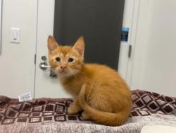 Shelter Stray Male Cat last seen Near Elmwood Avenue, 64132,, 7077 Elmwood Ave, Kansas City, MO 64132, USA