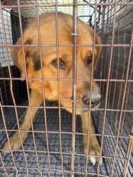 Shelter Stray Male Dog last seen N Fairfax Ave & W McKinley Ave, Firebaugh Zone Fresno CO 1A 93622, CA, 1510 W Dan Ronquillo Dr, Fresno, CA 93706, USA