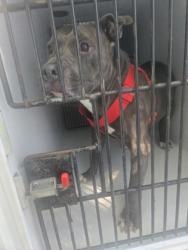 Shelter Stray Male Dog last seen Near hill st, Palmetto, GA, 1251 Fulton Industrial Blvd NW, Atlanta, GA 30336, USA