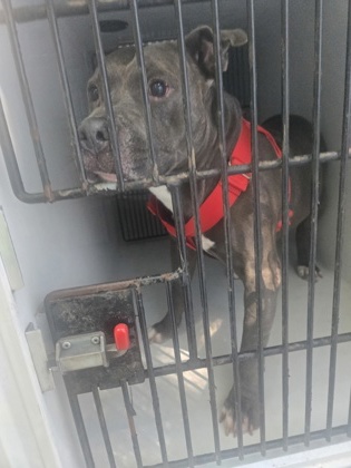 Shelter Stray Male Dog last seen Near hill st, Palmetto, GA, 1251 Fulton Industrial Blvd NW, Atlanta, GA 30336, USA