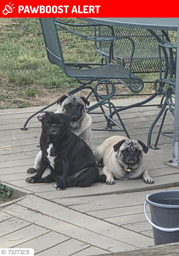 Lost Female Dog last seen Cypress dr lanexa, New Kent County, VA 23089