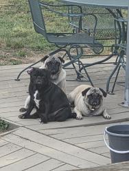 Lost Female Dog last seen Cypress dr lanexa, New Kent County, VA 23089