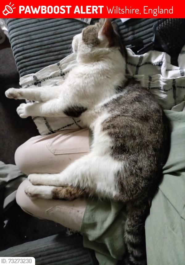 Lost Male Cat last seen Lamplighter walk. Dursly rd train tracks, Wiltshire, England 