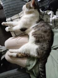 Lost Male Cat last seen Lamplighter walk. Dursly rd train tracks, Wiltshire, England 