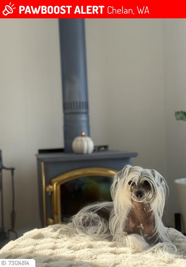 Lost Female Dog last seen Lakeside lodge and suites, Chelan, WA 98816