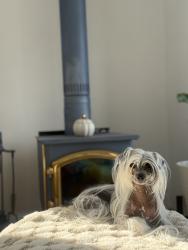 Lost Female Dog last seen Lakeside lodge and suites, Chelan, WA 98816