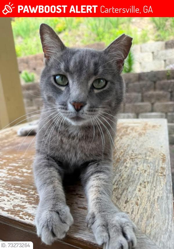 Lost Male Cat last seen Center rd, Cartersville, GA 30121