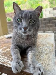 Lost Male Cat last seen Center rd, Cartersville, GA 30121