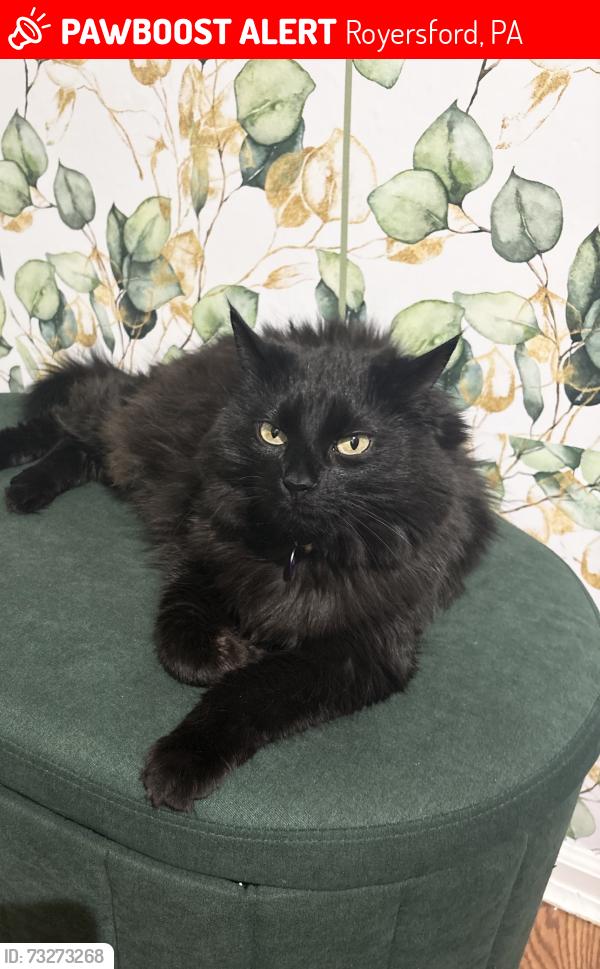 Lost Female Cat last seen Orchard court, Royersford, PA 19468