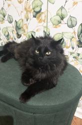 Lost Female Cat last seen Orchard court, Royersford, PA 19468