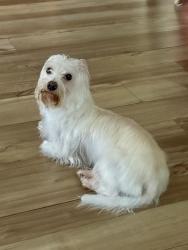 Found/Stray Male Dog last seen Fire Station Jog rd., Greenacres, FL 33463