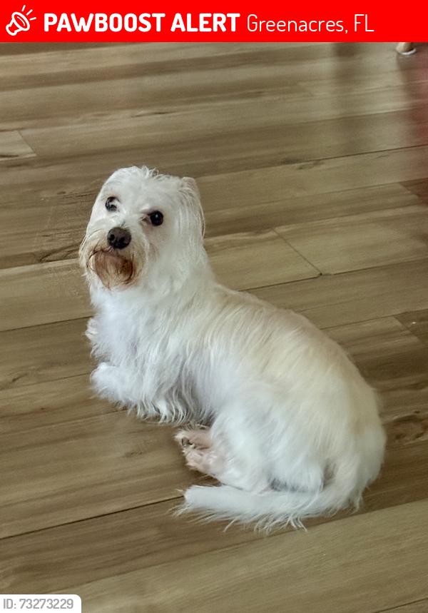 Found/Stray Male Dog last seen Fire Station Jog rd., Greenacres, FL 33463