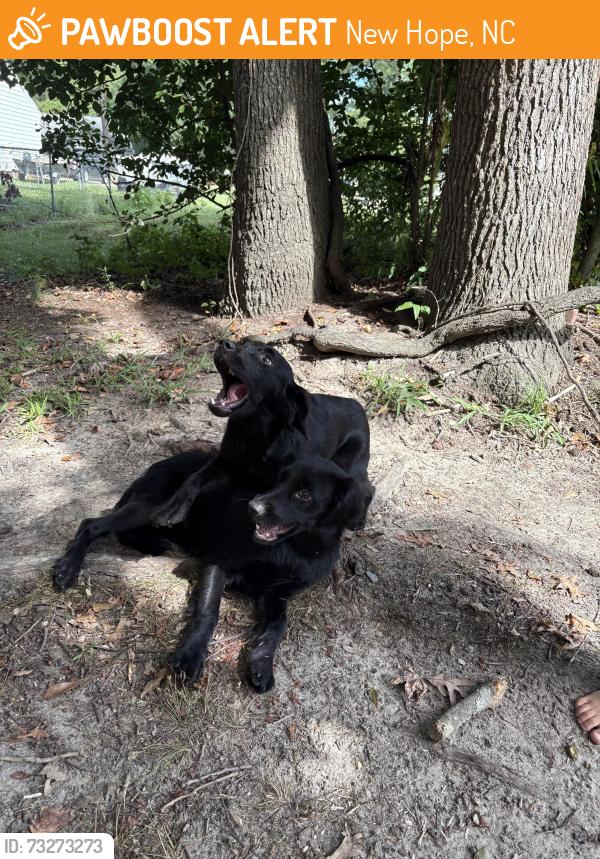 Found/Stray Unknown Dog last seen Kelliwood/Rose Dr Goldsboro, New Hope, NC 27534