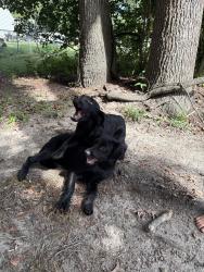 Found/Stray Unknown Dog last seen Kelliwood/Rose Dr Goldsboro, New Hope, NC 27534