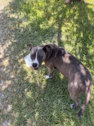 Found/Stray Female Dog last seen Butler nursery Rd, Gray's Creek, NC 28306