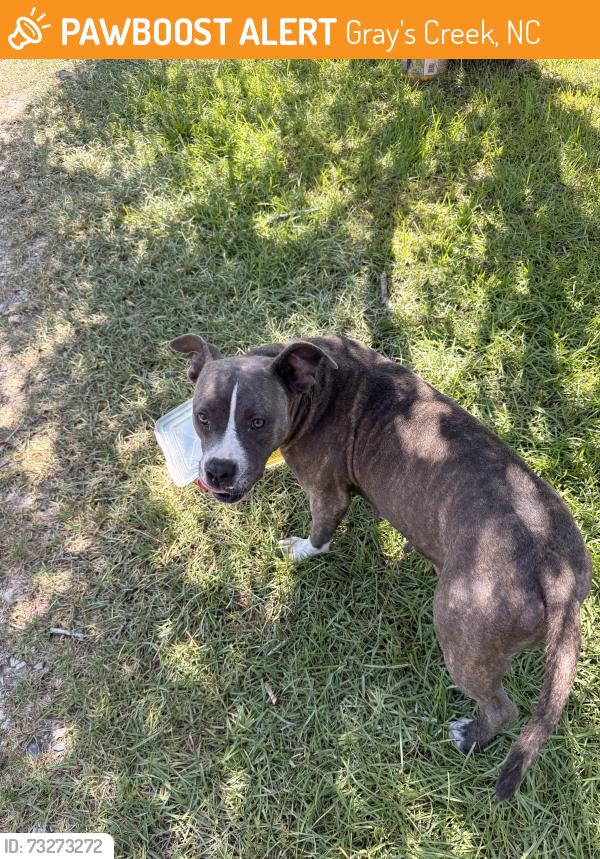 Found/Stray Female Dog last seen Butler nursery Rd, Gray's Creek, NC 28306