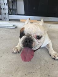 Found/Stray Female Dog last seen Old Alvin/Meadow Pass Ln, Pearland, TX 77581