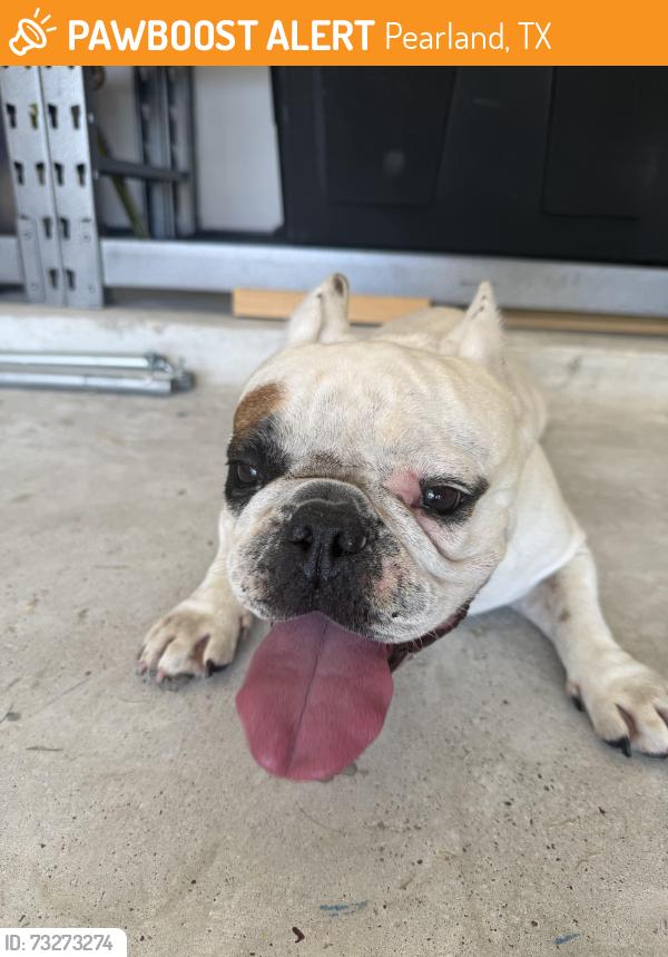 Found/Stray Female Dog last seen Old Alvin/Meadow Pass Ln, Pearland, TX 77581