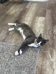 Reunited Male Cat last seen Cortez and Apollo, Vista, CA 92084
