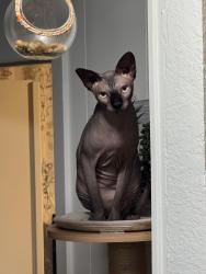 Lost Male Cat last seen Ellison drive, Rancho Cordova, CA 95670