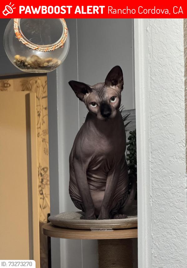 Lost Male Cat last seen Ellison drive, Rancho Cordova, CA 95670
