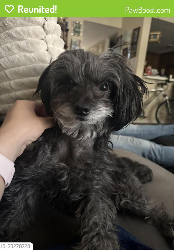 Reunited Male Dog last seen Saint Elizabeth drive, San Jose, CA 95126