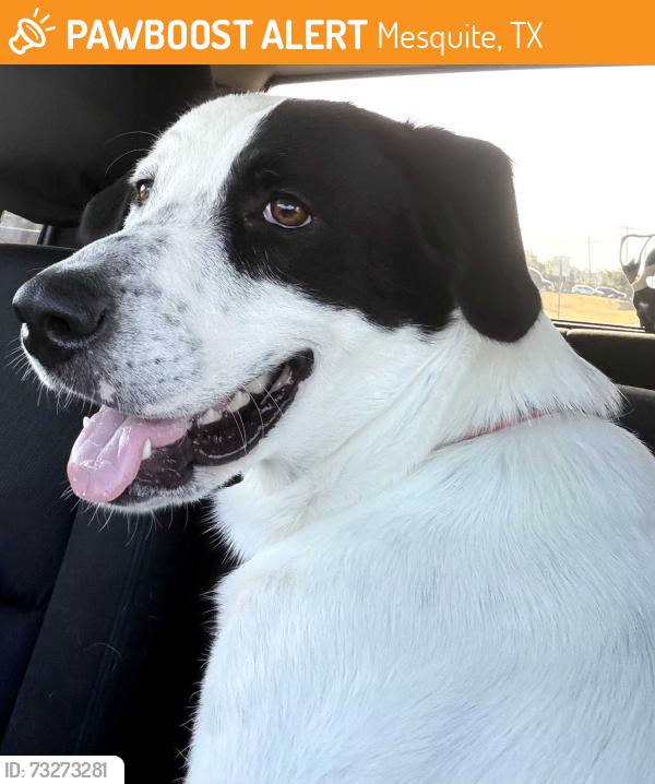 Found/Stray Female Dog last seen Creek Crossing, Mesquite, TX 75181