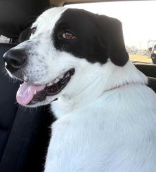 Found/Stray Female Dog last seen Creek Crossing, Mesquite, TX 75181