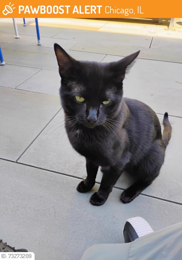 Found/Stray Male Cat last seen Lincoln and Belden, Chicago, IL 60614