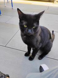 Found/Stray Male Cat last seen Lincoln and Belden, Chicago, IL 60614