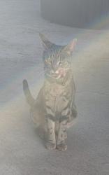 Found/Stray Unknown Cat last seen Haster and Chapman, Garden Grove, CA 92840