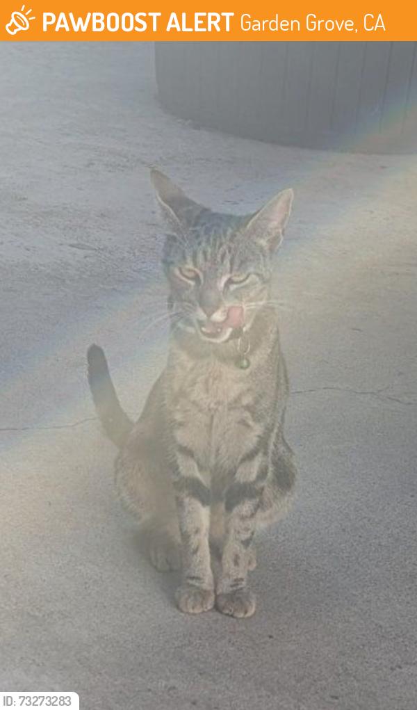 Found/Stray Unknown Cat last seen Haster and Chapman, Garden Grove, CA 92840