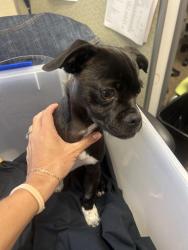 Reunited Male Dog last seen 250a Roswell dr. Milpitas, Milpitas, CA 95035
