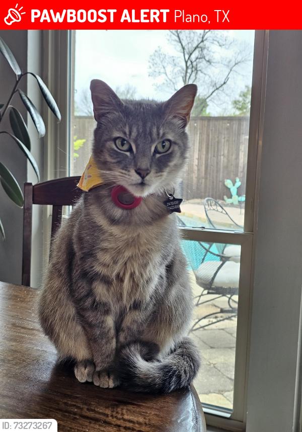 Lost Male Cat last seen near the creek on scarbourough lane in briarmeade neighborhood, Plano, TX 75075