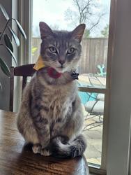 Lost Male Cat last seen near the creek on scarbourough lane in briarmeade neighborhood, Plano, TX 75075