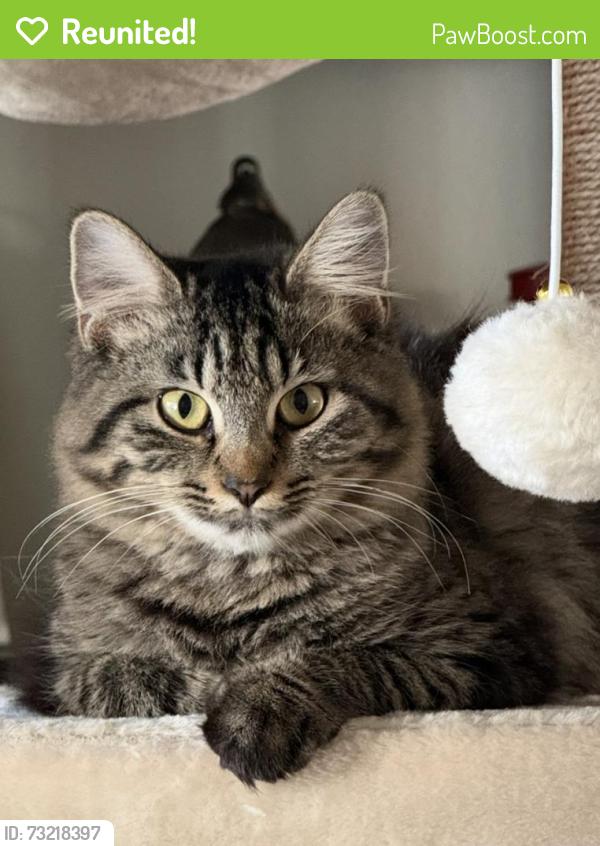 Reunited Female Cat last seen Near buckhorn oaks drive, Valrico, FL 33594