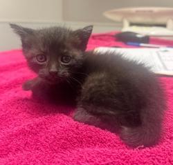 Shelter Stray Male Cat last seen Washington Avenue, SAN LEANDRO, CA, 94579, 8323 Baldwin St, Oakland, CA 94621, USA