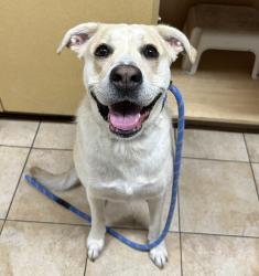 Shelter Stray Female Dog last seen NE 81st and Halsey, PORTLAND, OR, 97213, 1700 W Historic Columbia River Hwy, Troutdale, OR 97060, USA