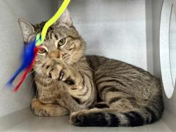 Shelter Stray Male Cat last seen Near Webster Avenue, BRONX, NY, 10458, 326 E 110th St, New York, NY 10029, USA