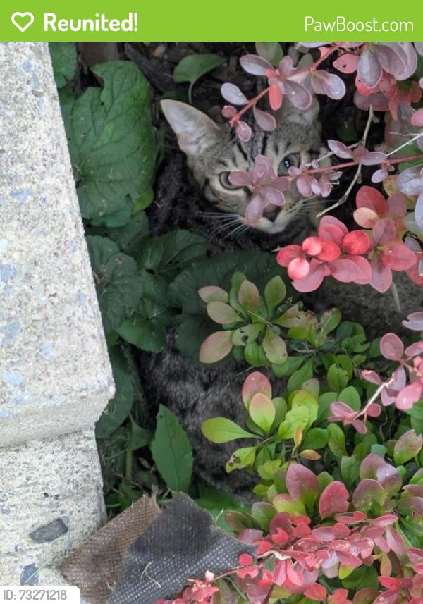Reunited Male Cat last seen next door to the memorial day museaum, Waterloo, NY 13165