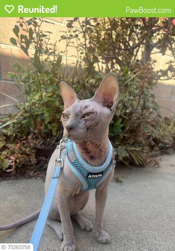 Reunited Male Cat last seen 18th St and Jasper St, Rancho Cucamonga, CA 91701