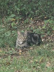 Found/Stray Unknown Cat last seen Dexter metro park, Dexter, MI 48130