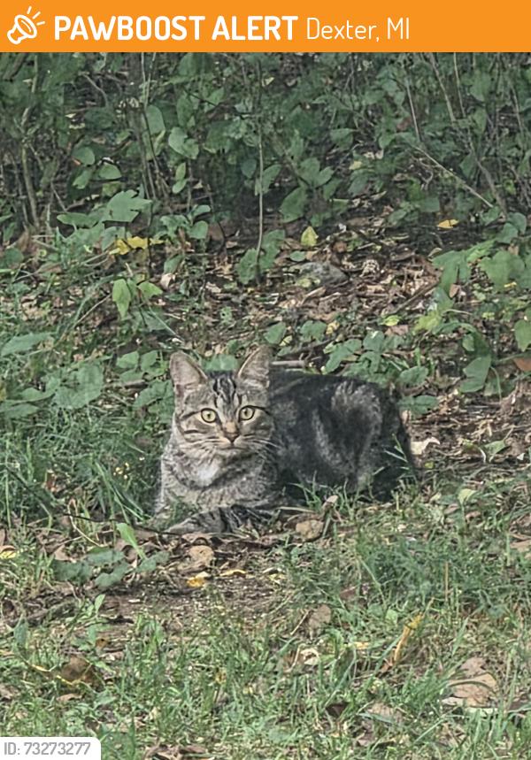 Found/Stray Unknown Cat last seen Dexter metro park, Dexter, MI 48130