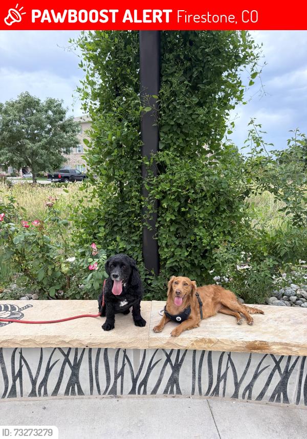 Lost Female Dog last seen Twilight Ave in Oak Meadows, Firestone, CO 80520