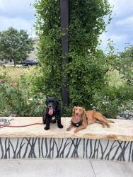Lost Female Dog last seen Twilight Ave in Oak Meadows, Firestone, CO 80520