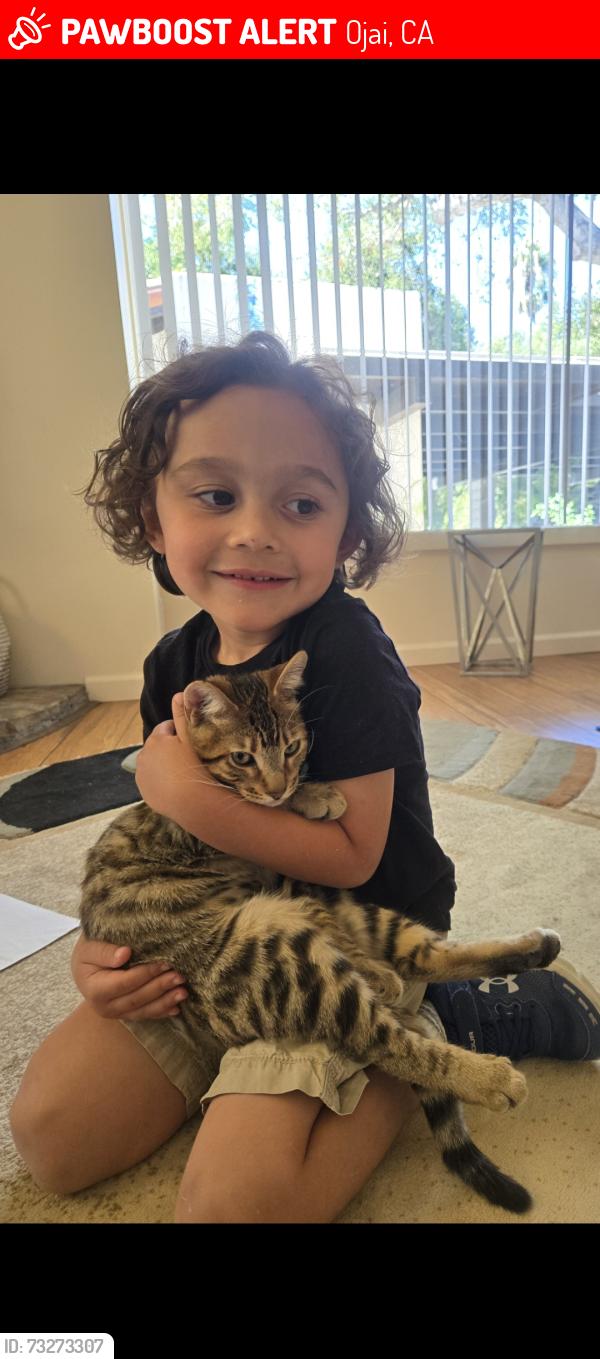 Lost Male Cat last seen Taco Bell, Ojai, CA 93023