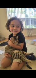 Lost Male Cat last seen Taco Bell, Ojai, CA 93023