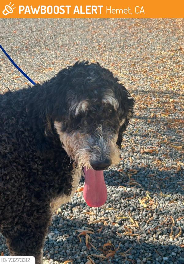 Found/Stray Unknown Dog last seen Dartmouth, Hemet, CA 92543