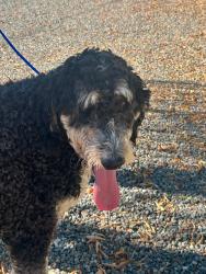 Found/Stray Unknown Dog last seen Dartmouth, Hemet, CA 92543